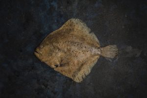 20 marca, obchodzony jako Międzynarodowy Dzień Bez Mięsa (Meatout Day) dlatego pora na: Turbot w roli głównej – ryba, której się nie oprzesz